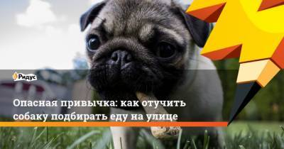 Евгений Цигельницкий - Опасная привычка: как отучить собаку подбирать еду на улице - mur.tv
