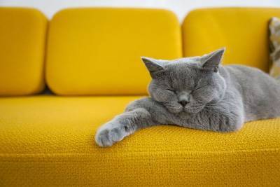 Кошки и сон: 5 интересных фактов - mur.tv