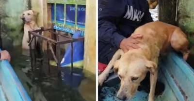 В Мексике спасли пса, стоявшего на задних лапах, чтобы не утонуть. И его благодарная морда растрогает любого - mur.tv - Мексика