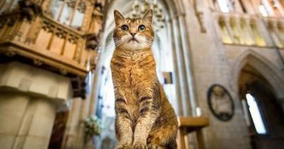 королева Елизавета II (Ii) - Почему в 2020 году в британском соборе Саутварк устроили поминальную службу в честь кошки - mur.tv - Лондон - Англия
