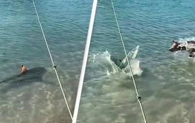 В Австралии сняли на видео бросок пса на акулу - mur.tv - Австралия