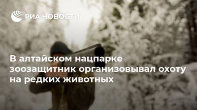 В алтайском нацпарке зоозащитник организовывал охоту на редких животных - mur.tv - Россия - республика Алтай - Барнаул