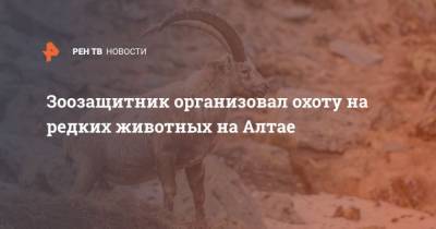 Зоозащитник организовал охоту на редких животных на Алтае - mur.tv - Россия - республика Алтай