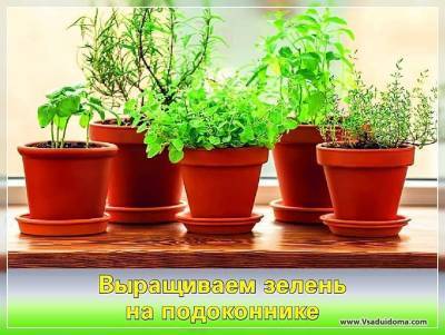 Как вырастить зелень на подоконнике зимой от А до Я - sadogorod.club