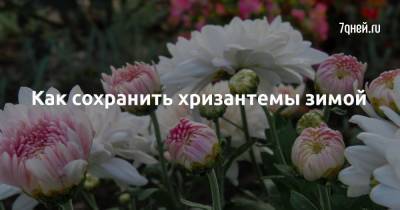 Как сохранить хризантемы зимой - 7days.ru