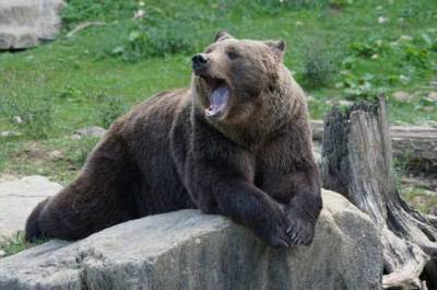 Медведей посадят на цепь для притравки собак - mur.tv