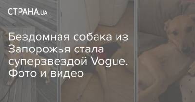 Бездомная собака из Запорожья стала суперзвездой Vogue. Фото и видео - mur.tv - Сша - Нью-Йорк - Запорожье - Запорожская обл.