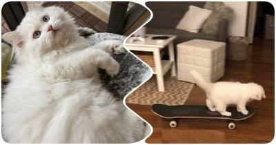 Кошка стала звездой соцсетей после того, как хозяева забыли в комнате скейтборд - mur.tv