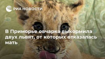 В Приморье овчарка выкормила двух львят, от которых отказалась мать - mur.tv - Владивосток - Приморье край