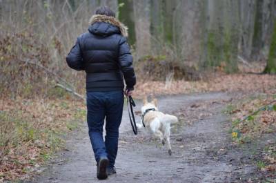 Ученые предупредили владельцев собак о повышенном риске заражения коронавирусом - mur.tv