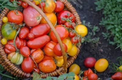 Какие бывают томаты: классификация видов, групп и сортов - sadogorod.club - Россия