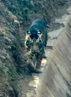 Редкий тигр-меланист замечен в Индии - chert-poberi.ru - India - штат Одиша