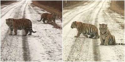 Сергей Арамилев - В Приморье двое любопытных тигрят вышли на дорогу - mur.tv - Приморье край
