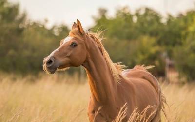 Франция расследует жестокие убийства лошадей - mur.tv - Франция