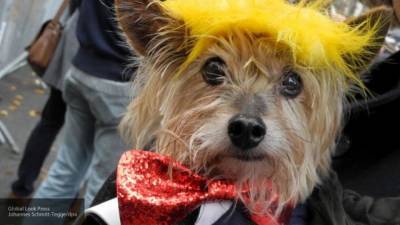 Дональд Трамп - Барак Обама - Джон Байден - Россияне вдохновляются Трампом при выборе кличек для собак - mur.tv - Россия - Сша