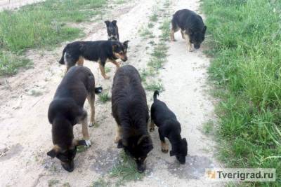 Городские хищники: как в Твери будут решать острую проблему с бездомными собаками - mur.tv - Тверь