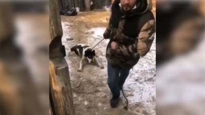 В Улан-Удэ отловили собаку, державшую в страхе целую улицу - mur.tv - Улан-Удэ