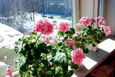 Домашние растения, красиво цветущие круглый год nbsp - woman.rambler.ru
