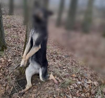 В Рязанской области неизвестный повесил собаку на дереве - mur.tv - Рязанская обл.