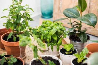 Как вырастить комнатные растения из семян - sadogorod.club