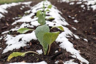 Как посеять капусту под зиму, и что для этого надо знать - sadogorod.club