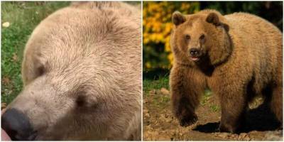 Спасители медведицы показали, как хищница урчит от удовольствия - mur.tv