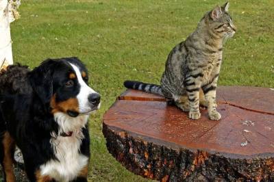 Ученые выяснили, что собаки и кошки видят в телевизоре - mur.tv