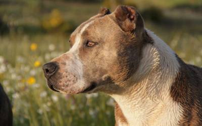 В Башкирии две бойцовские собаки загрызли до смерти своего хозяина - mur.tv - республика Башкирия - Октябрьск