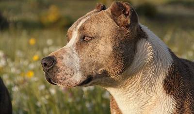 В Башкирии две бойцовские собаки загрызли своего хозяина - mur.tv - республика Башкирия