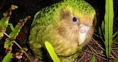 Победителем конкурса “Птица года” в Новой Зеландии стал вид попугаев, которые единственные в мире не умеют летать - mur.tv - Новая Зеландия