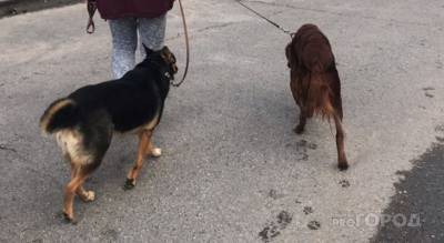 Рядом с Чебоксарами откроют новый приют для бродячих собак - mur.tv - республика Чувашия - Чебоксары