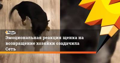 Эмоциональная реакция щенка на возвращение хозяйки озадачила Сеть - mur.tv
