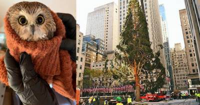 Голодный совенок оказался заложником рождественской елки в Нью-Йорке - mur.tv - Нью-Йорк - Нью-Йорк