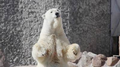 Медведице Усладе из Ленинградского зоопарка исполнилось 33 года - mur.tv - Санкт-Петербург