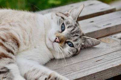Ученые: Кошки могут являться бессимптомными носителями коронавируса - mur.tv - Сша