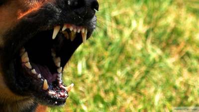 Бойцовские собаки загрызли своего хозяина в Башкирии - mur.tv - республика Башкирия