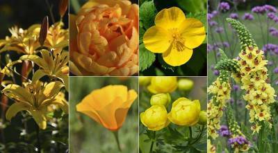 Желтые цветы: самые красивые садовые многолетники с желтыми и оранжевыми цветками, ТОП 60 - sadogorod.club