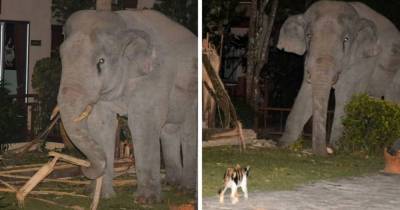 В Таиланде слон залез к людям во двор, но встретил там отпор. Охранник оказался крайне суров и пушист - mur.tv - Таиланд
