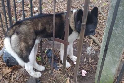 Застрявшую в заборе собаку вызволили псковские зоозащитники - mur.tv - Псков