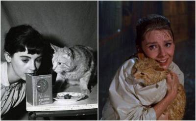 Одри Хепберн - Как кот из фильма Завтрак у Тиффани помогал спасать бездомных животных - mur.tv