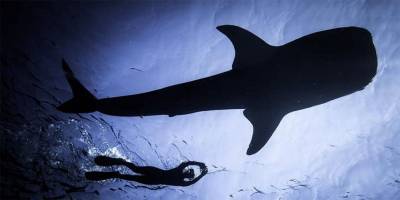В акваторию Хадеры пожаловали акулы - mur.tv - Израиль