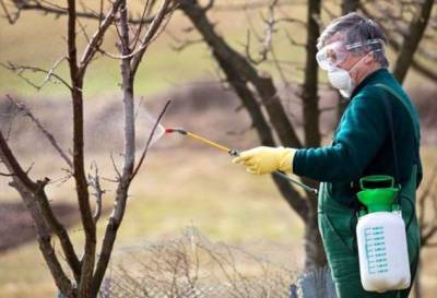 Как подготовить деревья к зимовке, чтобы защитить от вредителей и хворей - milayaya.ru