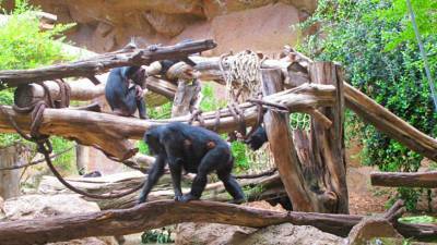 В Руанде открылся туристический маршрут к месту обитания шимпанзе - mur.tv - Руанда
