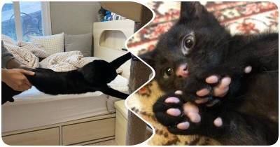 15 чудных фото, после просмотра которых хочется завести черного котика - mur.tv