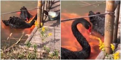 Чёрные лебеди в Китае научились кормить карпов кои - mur.tv - Китай