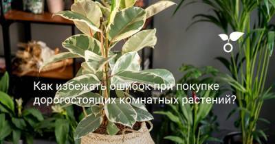 Как избежать ошибок при покупке дорогостоящих комнатных растений? - sadogorod.club