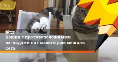 Кошки с противоположными взглядами на ёмкости рассмешили Сеть - mur.tv
