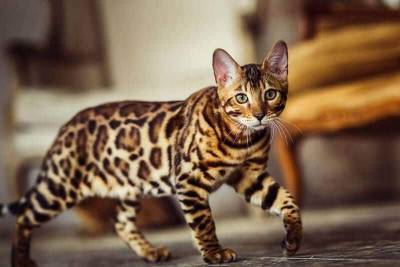 5 интересных фактов о бенгальских кошках - mur.tv