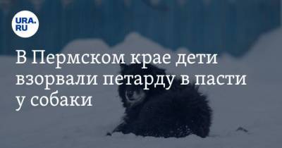В Пермском крае дети взорвали петарду в пасти у собаки - mur.tv - Пермский край