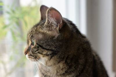 Чувствуют ли кошки болезнь других питомцев? - mur.tv